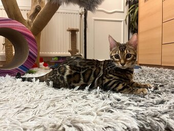 Bengalska mačka - 12
