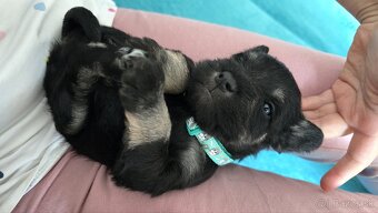 Malý čiernostrieborný bradáč s PP - 12