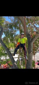 Výrub, Opiľovanie, Spiľovanie stromov, Arboristika, Pilčík - 12