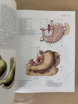 Anatomia Čihák 1,2 - 12