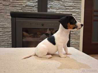 Jack russel terier - 12