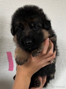 Šteniatka nemeckého ovčiaka typu Rex s PP - 12