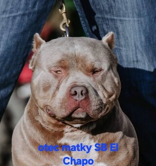 AMERICAN BULLY - 12