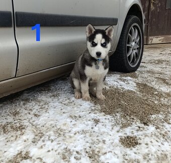 Sibírsky husky - 12