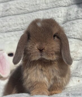 🎃🧡 minilop králiky🎃🧡 s vp - 12