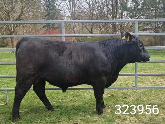 Plemenný býk Aberdeen Angus - vakcinovaný na Bluetongue - 12