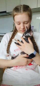Cornish rex s PP - 12