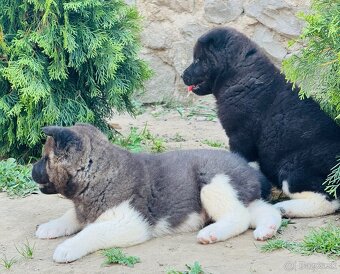 Americká Akita - 12