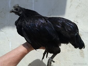 Ayam cemani - 12