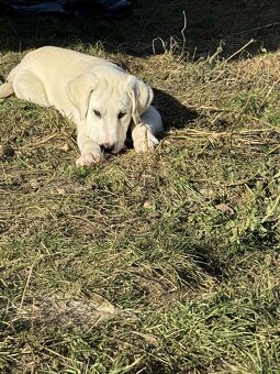 Predám šteniatka kangaly - 12