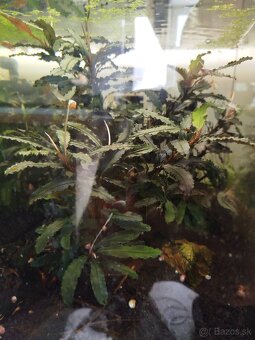 Raritné machy a rastliny - 12