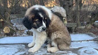 Štenata Moskovsky strážny pes - 12