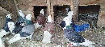 Birminghamske Kotrmeliaky - 12