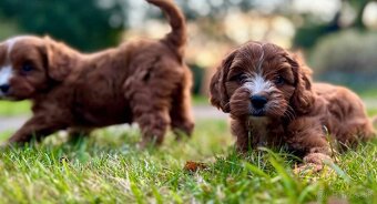 Maltipoo Cavapoo GoldenDoodle - 12
