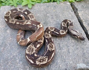 Boa imperator - Scoria Paradigm, IMG Arctic, IMG Paradigm - 12