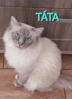 Ragdoll holčička blue bicolor k REZERVACI - 12