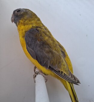 Neoféma tyrkysová žltobruchá - 12