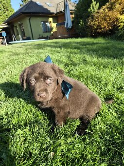 Šteniatka labrador a hnedá suka IHNEĎ - 12