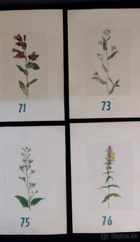 obrázky rastlín - 12