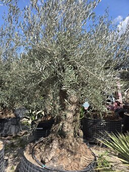 ‼️Akcia‼️ Olivovníky Bonsai - 12