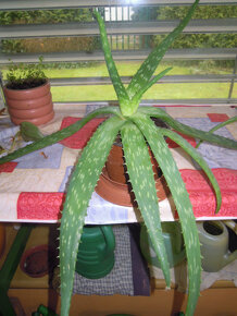 Aloe vera - rastlina v kvetináči, zemina s mykorízou - 12