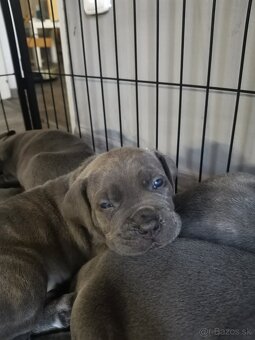 Cane Corso štěňátka s PP - narozená 23.9.2025 - 12