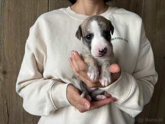 Šteniatka Vipet / Whippet - 12
