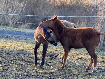 APH ŽREBČEK 7 panel n/n stará pôvodná línia - 12