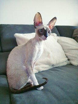 Cornish rex s PP - 12