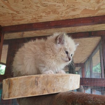 Ponukam maciatka ragdoll - 12