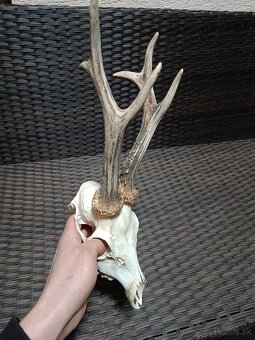 Parohy, zhody, trofeje, srnce - 12