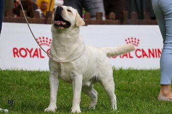 Labrador retriever  s rodokmeňom pôvodu - 12