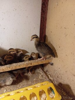 Leghorn, Vlaška jarabičia - 12