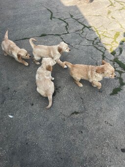 Zlatý Retriever - 12