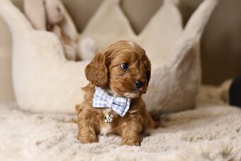 Cavapoo F1 psík hľadá milujúci domov - 12