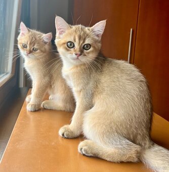 Scottish Straight v zlatej farbe - 12