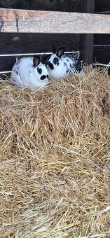 Predám malý chov mäsových králikov. - 12