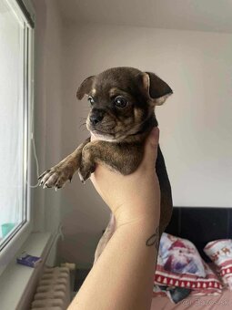 ČIVAVA ŠTENIATKÁ🐾 - 12