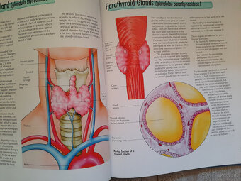 The Body - Organs, Body Systems, Functions - 12