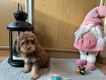 Pudel pudlik toy - 12