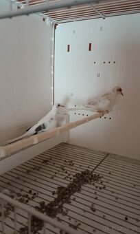 Holúbky diamantove straky - 12