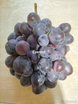 Predám odrezky viniča - 12