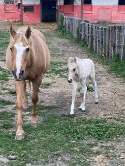Paint horse pripustanie qh - 12
