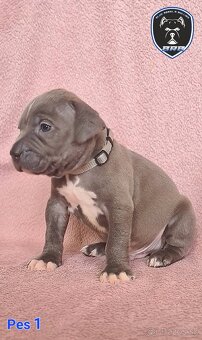 Štěňata American Bully XL s PP ABKC - 12