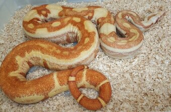 Boa imperator - Paraglow Motley Jungle, Sunglow Motley - 12