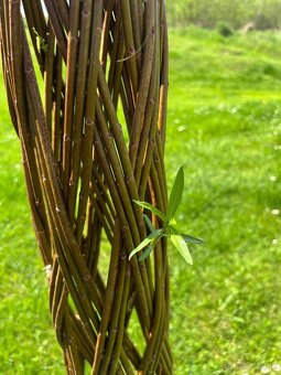 AKTUÁLNE❗PLETENÁ VŔBA, AMERICKÁ vŕba Salix ❗180CM ❗CELÉ SK❗ - 12