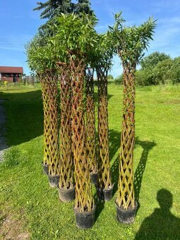AKTUÁLNE❗Pletená vŕba SALIX 190-220 cm krása ihneď k odberu❗ - 12