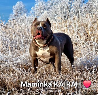 American bully xl xxl - 12