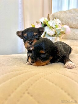 YORKSHIRE TERRIER -3color šteniatka - 12