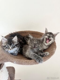 maine coon/ mainska myvalia s PP - 12